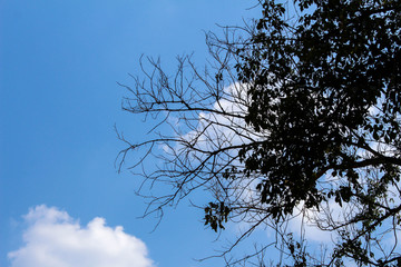 Dry tree branches against blue sky, Dead tree, trees on a blue sky background,Silhouette dry tree on a blue sky background.