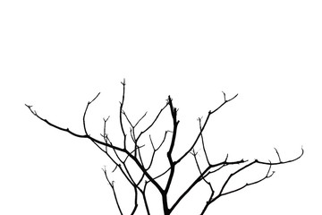 Dry twig on the tree in sky background. 