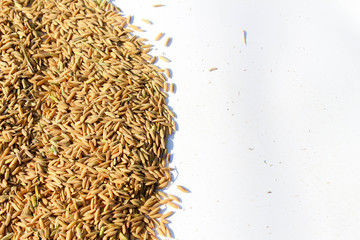 Organic paddy seeds on white background.