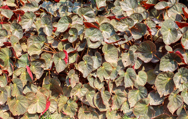 Green leaves in the garden. Natural and background.