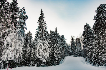 Coniferous spruce forest in winter against the sky .