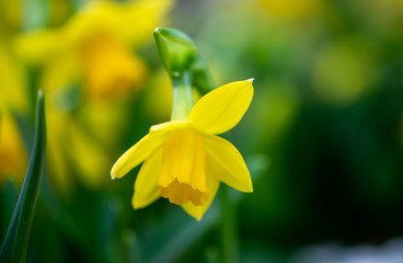 Fototapeta premium Macro shot of Daffodils or Narcissus growing in greenhouse