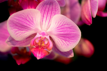 Fototapeta na wymiar Beautiful orchid flowers on black background, grown at greenhouse