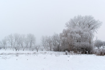 Winter landscape. Trees are covered with frost.