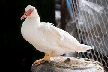 Muscovy Duck. The Muscovy duck (Cairina moschata) is a large duck native to Mexico, Central and South America