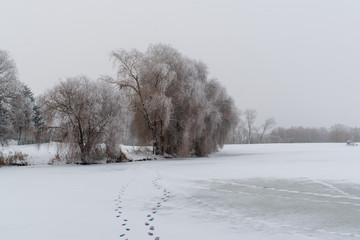Winter landscape. Trees are covered with frost.