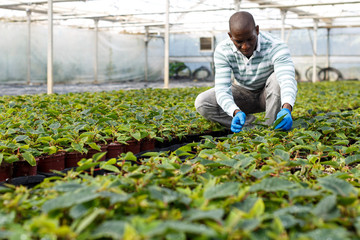 Male worker arranging poinsettia seedlings