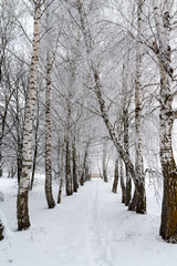 Winter landscape. Trees are covered with frost.