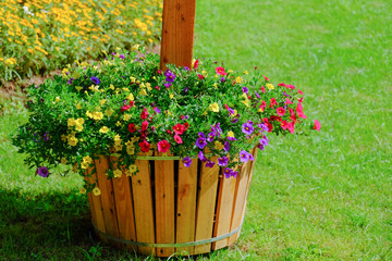 Flower garden, winter flower in Thailand, beautiful flower, straw flower. Tulip.