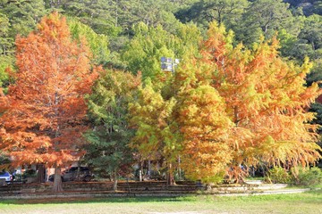 Obraz premium Colorful winter Bald Cypress tree,(Wuling Farm in Taichung,Taiwan)