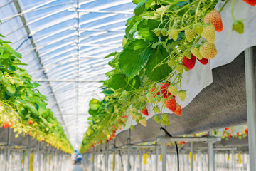 いちご農家のビニールハウス　いちご農園