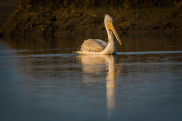 Dalmatian pelican swimming in lake water and catching fishes at Keoladeo National Park, India