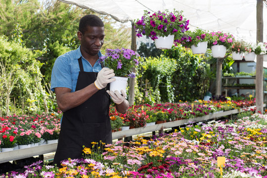 Man arranging flowers in glasshouse