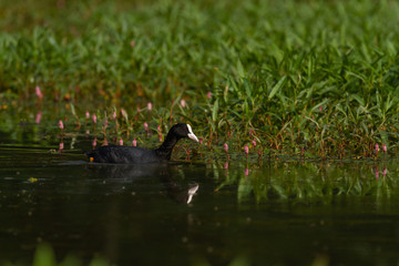 Common coot