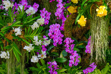 Fototapeta na wymiar Flower garden, winter flower in Thailand, beautiful flower, straw flower. Tulip.