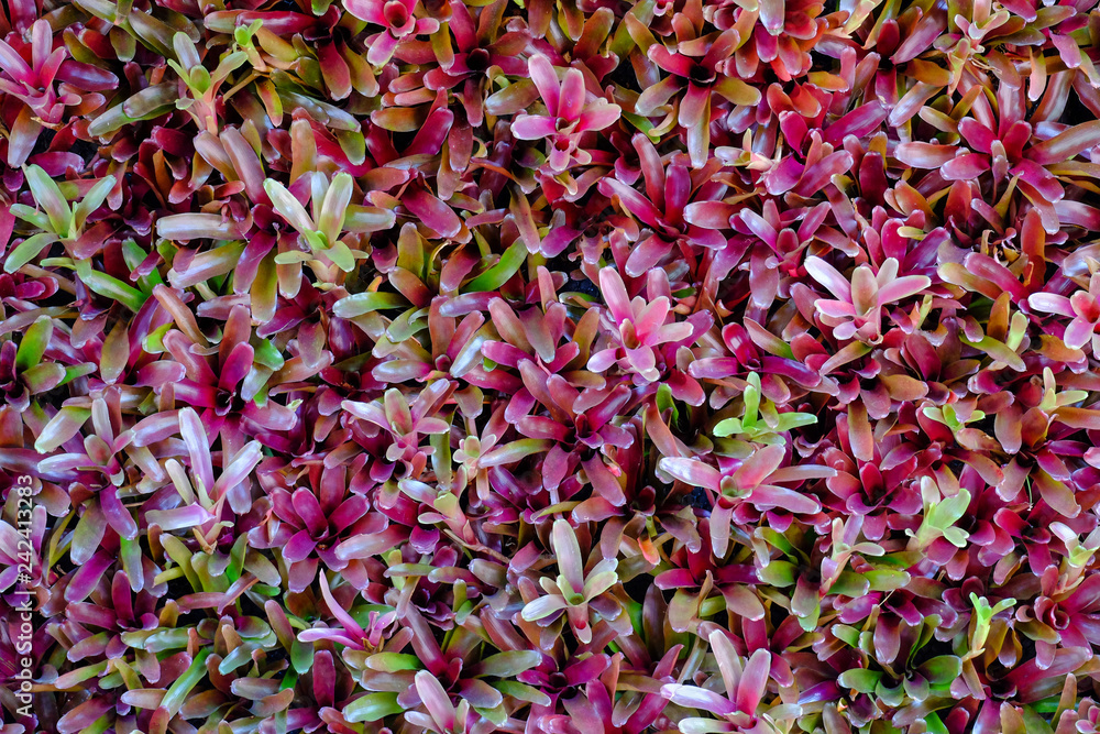 Wall mural Flower garden, winter flower in Thailand, beautiful flower, straw flower. Tulip.