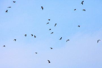 Flock of Galapagos Blue Footed (Blue-Footed) Boobies flying over ocean water hunting fish in Saudi Arabia jeddah. 