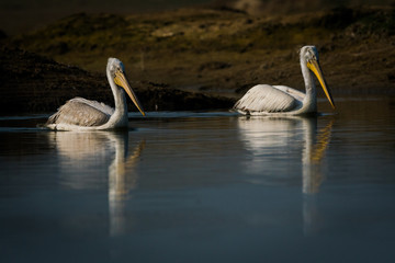 Dalmatian pelican swimming in lake water and catching fishes at Keoladeo National Park, India