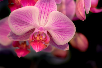 Fototapeta na wymiar Beautiful orchid flowers on black background, grown at greenhouse