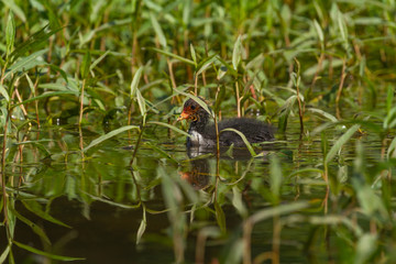 Common coot