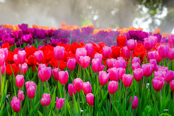 Flower garden, winter flower in Thailand, beautiful flower, straw flower. Tulip.