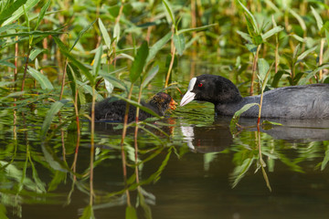 Common coot