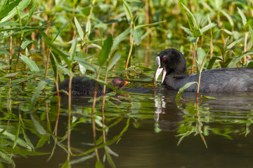 Common coot