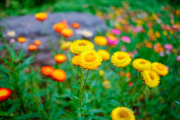 Flower garden, winter flower in Thailand, beautiful flower, straw flower. Tulip.