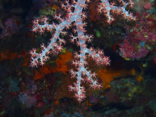 Soft coral