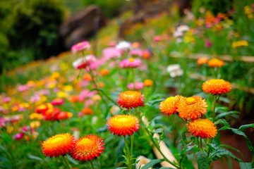 Flower garden, winter flower in Thailand, beautiful flower, straw flower. Tulip.