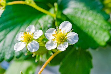いちご農家のビニールハウス　いちご農園