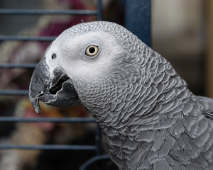 A grey parrot