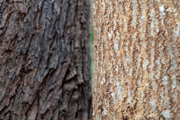 the bark of a tree two