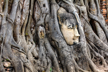 Ancient Buddha head in tree roots at Wat Mahathat in Ayutthaya historical park,Thailand.