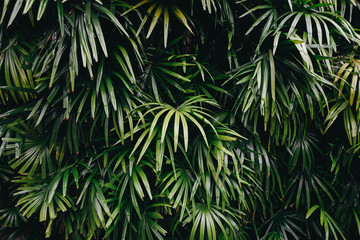Naklejka na ściany i meble Green leaves nature background