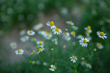 Camomile flowers in a field on a sunny day.