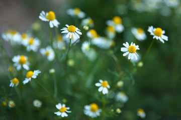 Camomile flowers in a field on a sunny day.