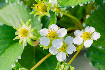 いちご農家のビニールハウス