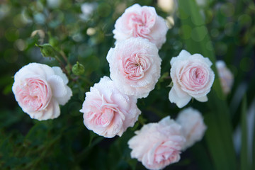 Obraz na płótnie Canvas Flowers pink roses in the garden. Copy space.