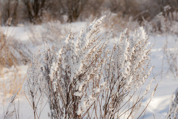 dry grass in the snow