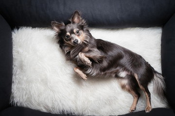 Hund Chihuahua liegt in seinem schwarzen körbchen mit Lammfell und schaut verschlafen mit...