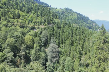 view of mountains forest