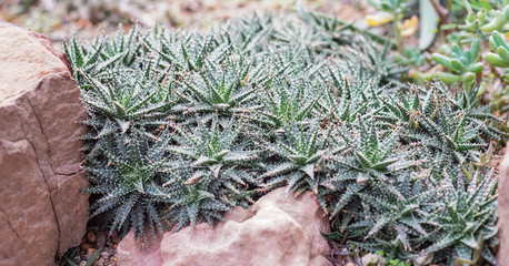 Desert plant , Cactus in rock Garden . Full of thorns.