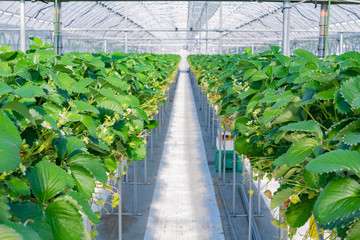 Obraz premium いちご農家のビニールハウス