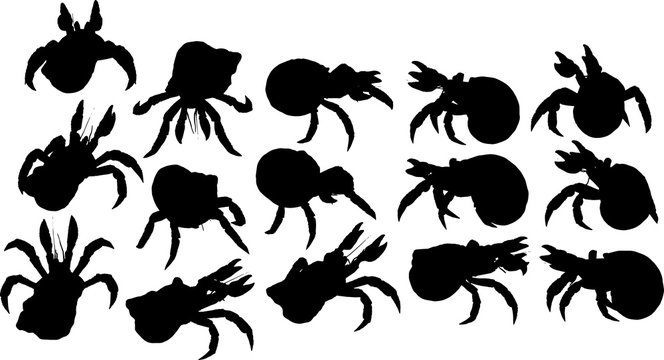 793 Best ヤドカリ Images Stock Photos Vectors Adobe Stock 793 Best ヤドカリ Images Stock Photos Vectors Adobe Stock