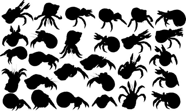 793 Best ヤドカリ Images Stock Photos Vectors Adobe Stock