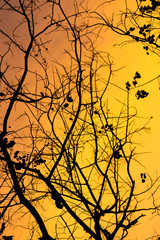 Silhouette of branch with orange sky.
