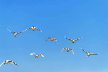【新潟県瓢湖】白鳥が越冬のために訪れる瓢湖はラムサール条約登録湿地