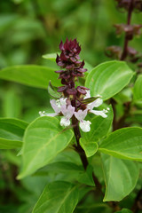 Close up Sweet Basil flower with leaves.