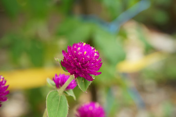 Close up of globe amaranth Flower